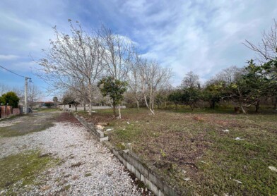 زمین پلاک اول جنگل در نور